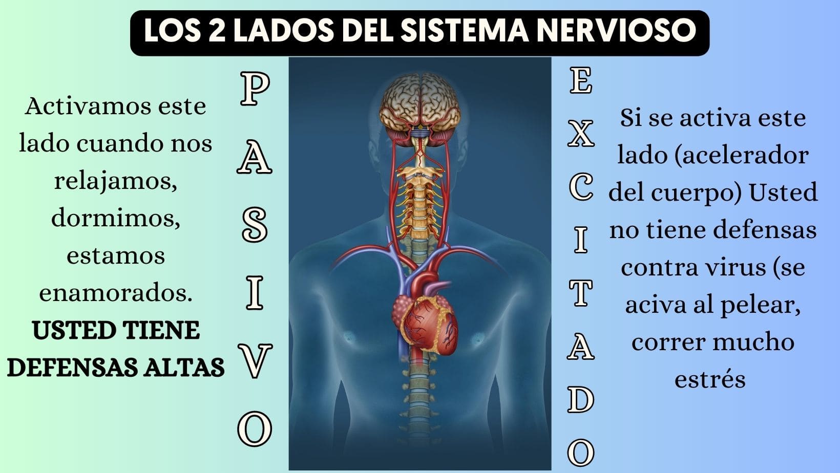 los 2 lados del sistema nervioso (1)