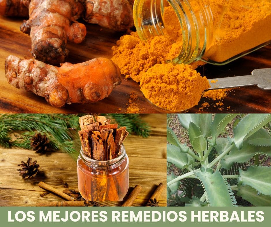 los mejores remedios herbales (13)