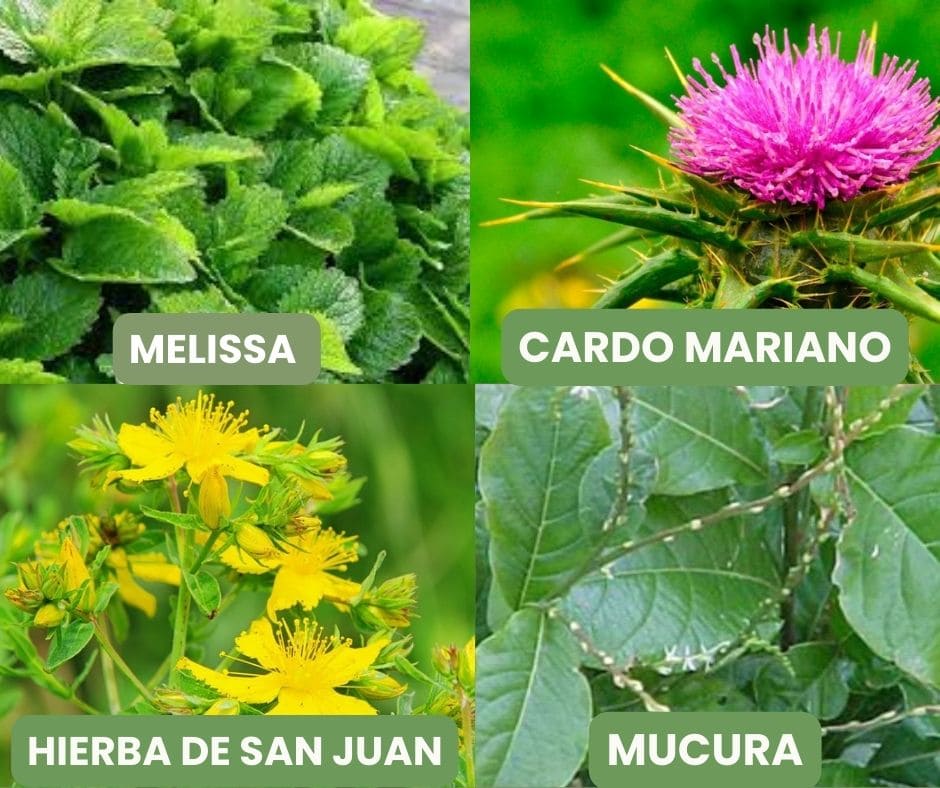 los mejores remedios herbales (3) (1)